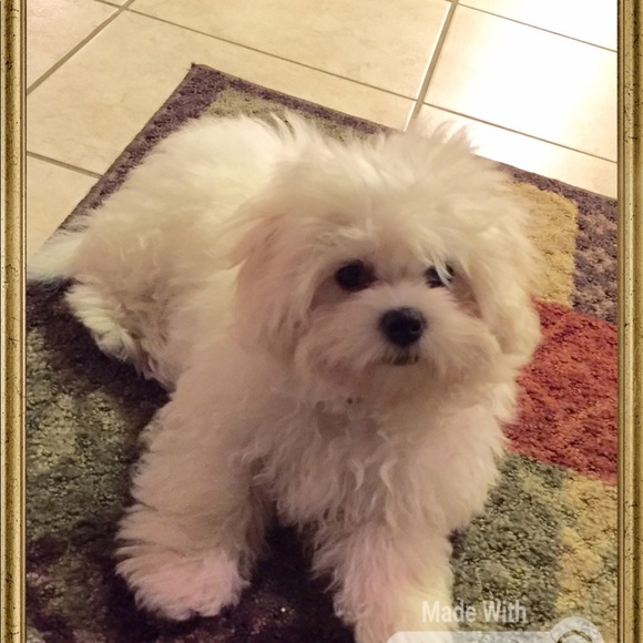 Meet your Posher, Renee - Picture 1 of 1